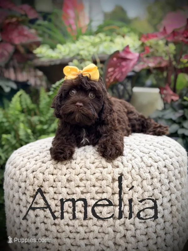 Amelia – Cavapoo puppy for sale in Mayfield, KY