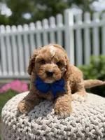 F1 Jordan, a male Cavapoo for sale in Mayfield, KY – 8 of 8