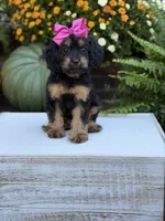 F1 Scarlett, a female Cavapoo for sale in Mayfield, KY – 4 of 10