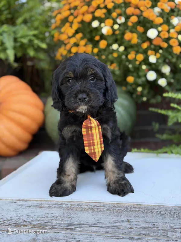 F1 Scout – Cavapoo puppy for sale in Mayfield, KY