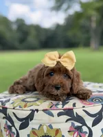 F1B Lillian, a female Cavapoo for sale in Mayfield, KY – 5 of 10