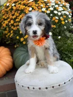 F1 Vanessa, a female Bernedoodle for sale in Mayfield, KY – 7 of 10