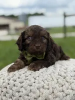 Hank, a male Cavapoo for sale in Mayfield, KY – 7 of 10