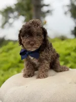 Andy, a male Cavapoo for sale in Mayfield, KY – 3 of 6