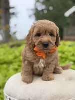 Paxton , a male Miniature Goldendoodle for sale in Mayfield, KY – 6 of 8