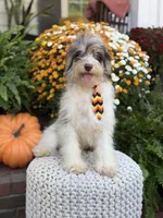 Freedom, a male Miniature Bernedoodle for sale in Mayfield, KY – 7 of 10