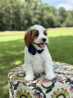 F1B Landon, a male Cavapoo for sale in Mayfield, KY – 8 of 10
