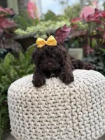 Amelia, a female Cavapoo for sale in Mayfield, KY – 2 of 8