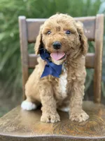 Blaze, a male Miniature Goldendoodle for sale in Mayfield, KY – 3 of 5