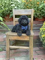 Theo, a male Shihpoo for sale in Mayfield, KY – 8 of 10