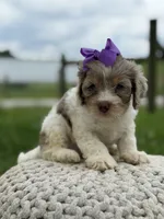 Hannah, a female Cavapoo for sale in Mayfield, KY – 2 of 10