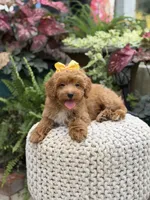 Patty, a female Miniature Goldendoodle for sale in Mayfield, KY – 8 of 10