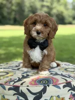 F1B Liam, a male Cavapoo for sale in Mayfield, KY – 4 of 10
