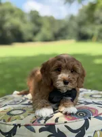F1B Liam, a male Cavapoo for sale in Mayfield, KY – 9 of 10