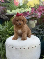 Ruby, a female Cavapoo for sale in Mayfield, KY – 3 of 9