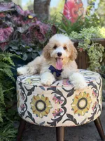 F1B Laken, a male Cavapoo for sale in Mayfield, KY – 10 of 10