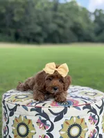 F1B Lillian, a female Cavapoo for sale in Mayfield, KY – 2 of 10