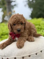 Parker , a male Miniature Goldendoodle for sale in Mayfield, KY – 7 of 10