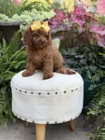 Robin, a female Cavapoo for sale in Mayfield, KY – 3 of 10