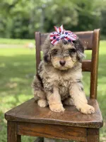 Liberty, a female Miniature Bernedoodle for sale in Mayfield, KY – 2 of 10