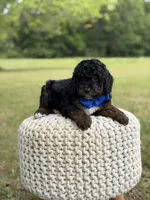 Bentley, a male Miniature Goldendoodle for sale in Mayfield, KY – 10 of 10