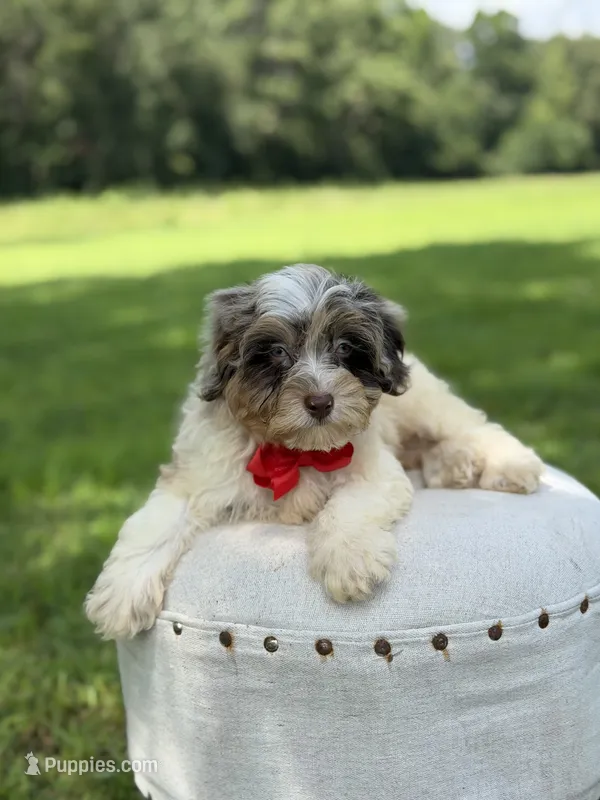 Freedom – Miniature Bernedoodle puppy for sale in Mayfield, KY