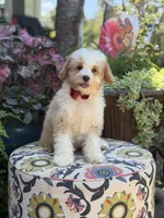 F1B Lincoln, a male Cavapoo for sale in Mayfield, KY – 2 of 10