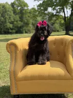 Cassie, a female Bernedoodle for sale in Mayfield, KY – 3 of 9