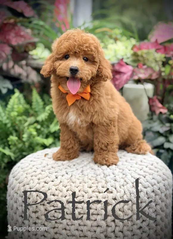 Patrick  – Miniature Goldendoodle puppy for sale in Mayfield, KY