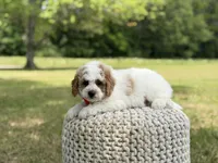 Benson, a male Miniature Goldendoodle for sale in Mayfield, KY – 10 of 10