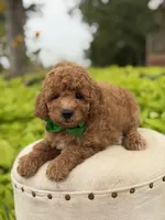 Patrick , a male Miniature Goldendoodle for sale in Mayfield, KY – 4 of 7