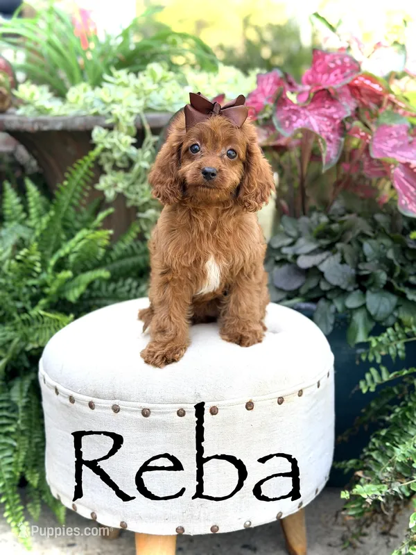 Reba – Cavapoo puppy for sale in Mayfield, KY