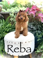 Reba, a female Cavapoo for sale in Mayfield, KY – 1 of 10