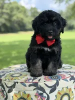 F1Tucker, a male Bernedoodle for sale in Mayfield, KY – 9 of 10