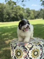 Uncle Sam , a male Miniature Bernedoodle for sale in Mayfield, KY – 6 of 10