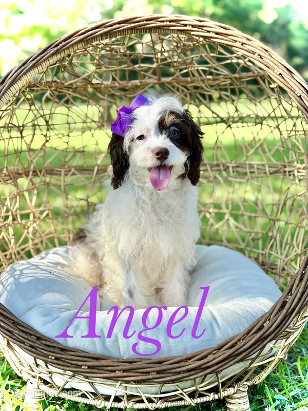 F1 Angel  – Cavapoo puppy for sale in Mayfield, KY