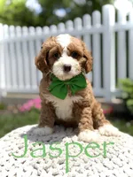 F1 Jasper, a male Cavapoo for sale in Mayfield, KY – 1 of 7