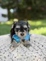 F1B Tucker, a male Maltipoo for sale in Mayfield, KY – 5 of 9