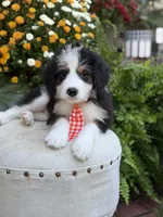 F1 Vaughn, a male Bernedoodle for sale in Mayfield, KY – 9 of 10
