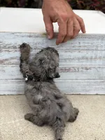Hollis , a male Miniature Bernedoodle for sale in Mayfield, KY – 6 of 10