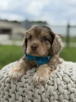 Hudson, a male Cavapoo for sale in Mayfield, KY – 9 of 10
