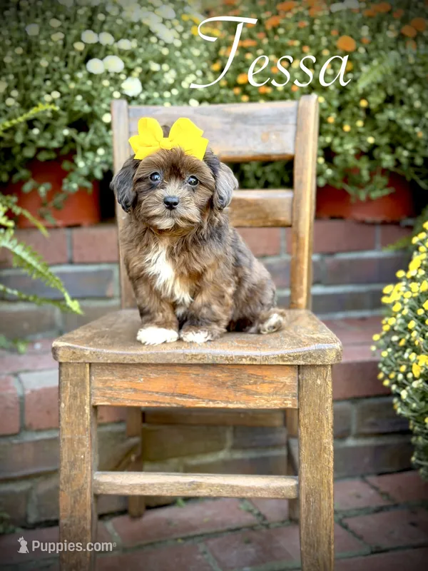 Tessa – Shihpoo puppy for sale in Mayfield, KY