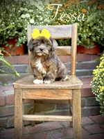 Tessa, a female Shihpoo for sale in Mayfield, KY – 1 of 10