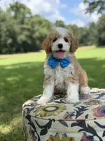 F1B Laken, a male Cavapoo for sale in Mayfield, KY – 7 of 10