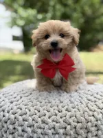 Iggy, a male Maltipoo for sale in Mayfield, KY – 10 of 10