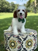 Dawson, a male Cavapoo for sale in Mayfield, KY – 5 of 10