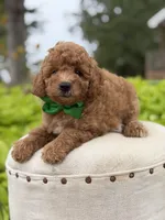 Patrick , a male Miniature Goldendoodle for sale in Mayfield, KY – 7 of 7
