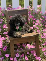 AKC Parker, a male Poodle - Toy  for sale in Mayfield, KY – 10 of 10
