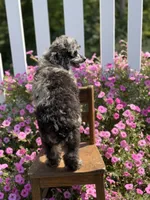 AKC Porter, a male Poodle - Toy  for sale in Mayfield, KY – 8 of 10