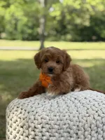 Alex, a male Miniature Goldendoodle for sale in Mayfield, KY – 8 of 10